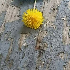 Meet your Posher, Janel